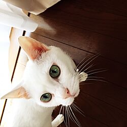我が家の白猫さん/猫と暮らす/ベッド周りのインテリア実例 - 2016-10-22 17:25:58