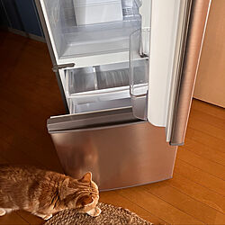 小さな冷蔵庫　掃除してお見送り/冷蔵庫買い替え/猫と暮らす。/キッチンのインテリア実例 - 2023-03-17 10:34:20