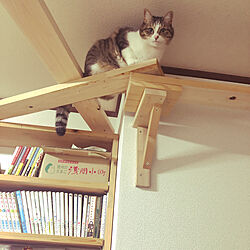 猫スペース/ねこと暮らす/本棚/DIY/壁/天井のインテリア実例 - 2020-04-05 09:31:00