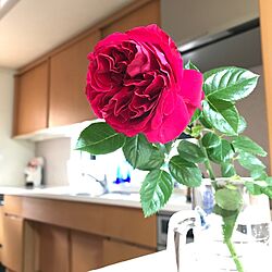 キッチン/バラ/花を飾るのインテリア実例 - 2017-05-14 17:15:16