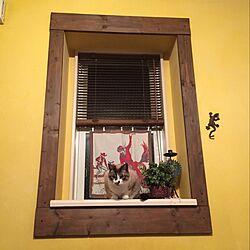 リビング/アイアンフック/窓枠DIY/黄色い壁/ねこのインテリア実例 - 2016-03-01 23:49:09