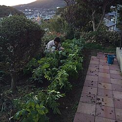 庭/植物/畑のインテリア実例 - 2013-11-11 16:49:17