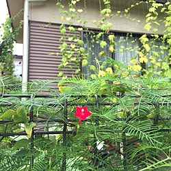 玄関/入り口/借家住まい/緑の葉が好き/つる植物/ルコウ草...などのインテリア実例 - 2016-08-11 13:10:24