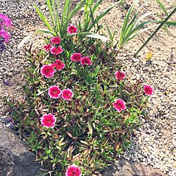 玄関/入り口/花壇 手作り/花のある生活/観葉植物のインテリア実例 - 2017-05-07 08:36:37