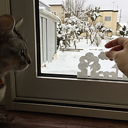 ベッド周り/猫は窓辺が大好き♡/結露シート/ねこ部/ネコ窓...などのインテリア実例 - 2017-11-27 16:40:55