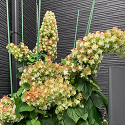 庭/白い花が好き/カシワバアジサイのインテリア実例 - 2022-07-04 11:55:20