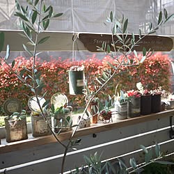 ベッド周り/ベランダガーデン/多肉植物/寄植えのインテリア実例 - 2015-04-26 11:13:54