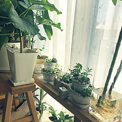 2020.10.25☀️/多肉寄せ植え/多肉植物/もっとオシャレにしたい♡/いつも良いねありがとうございます...などのインテリア実例 - 2020-10-25 14:37:06