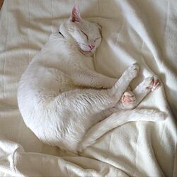 ベッド周り/猫/猫のいる暮らし/ねこのいる日常/ねこのいる風景...などのインテリア実例 - 2017-03-25 22:00:10