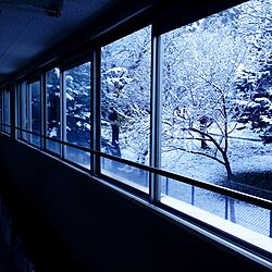 玄関/入り口/雪/寒い/木/綺麗のインテリア実例 - 2014-11-27 14:31:30