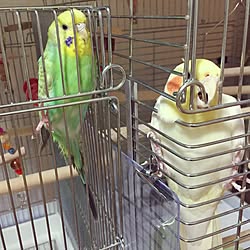 棚/ペットと暮らす家/インコと暮らす家/リピート品/いつもいいね！押し逃げごめんなさい...などのインテリア実例 - 2017-06-17 19:17:24