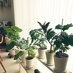 棚/植物のある暮らし/観葉植物♡/コーヒーの木♡/ウンベラータ♡...などのインテリア実例 - 2021-04-01 08:06:12