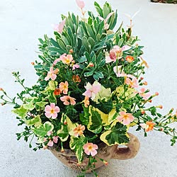 枯れませんように/日焼けが凄い/夏の花/マグカップ型の鉢/ギャザリング...などのインテリア実例 - 2017-06-19 21:33:02