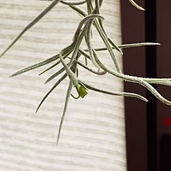 部屋全体/tillandsia/チランジア/s-Tillandsia/@s-tillandsia...などのインテリア実例 - 2016-05-03 19:03:10