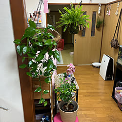 観葉植物大好き❤︎/ダスティピンク/観葉植物に癒やされてます✮/いやしの空間/観葉植物...などのインテリア実例 - 2023-04-14 18:43:07