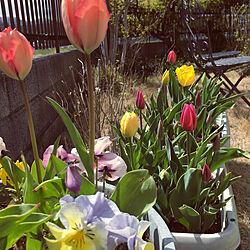 色とりどり/大好きなチューリップ/チューリップ/鉢植え/花のある暮らし...などのインテリア実例 - 2020-04-20 23:47:28