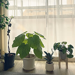 ウンベラータ/観葉植物/中古マンション/グリーンのある暮らし/築古マンション...などのインテリア実例 - 2023-04-08 18:27:15