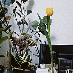 観葉植物/ナチュラル/一人暮らし/花瓶/IKEA...などのインテリア実例 - 2022-01-26 18:07:32