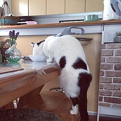 机/立ち食い/ダイニングテーブル/猫好き/猫と暮らすのインテリア実例 - 2017-01-09 17:21:24