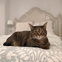 ベッド周り/猫と暮らす家/フレンチシャビー/保護猫のインテリア実例 - 2022-11-15 05:47:48