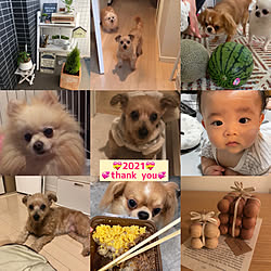 多肉植物/植物/犬と暮らす/白が好き/老犬と暮らす...などのインテリア実例 - 2021-12-31 19:22:35