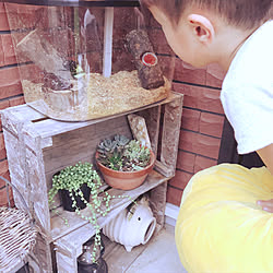 カブト虫/グリーンネックレス/多肉植物初心者/多肉植物寄せ植え/多肉植物...などのインテリア実例 - 2019-07-24 21:42:14