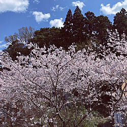桜のインテリア実例 - 2019-04-09 23:29:07