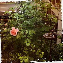 玄関/入り口/ストロベリーヒル/ガーデン/薔薇/バラ...などのインテリア実例 - 2014-06-16 15:04:18
