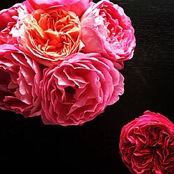 棚/ゆうぜん/薔薇/FGローズ/庭の花壇...などのインテリア実例 - 2016-05-02 19:22:44