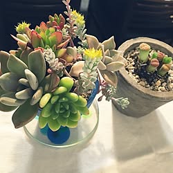 机/植物/多肉植物/観葉植物のインテリア実例 - 2016-05-28 21:54:14