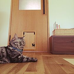リビング/ペットインテリア/リノベーション/猫/猫ドアのインテリア実例 - 2014-08-30 14:45:46