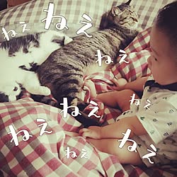 ベッド周り/ねこバカ/【ちょびヒゲ隊】/ねこのいる日常/ちょびこ...などのインテリア実例 - 2015-08-18 13:17:47