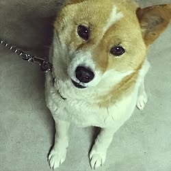 玄関/入り口/犬/RCの出会いに感謝♥︎/いいね、フォロー本当に感謝デス☺︎/コメント喜びます☺︎のインテリア実例 - 2017-05-30 22:57:42