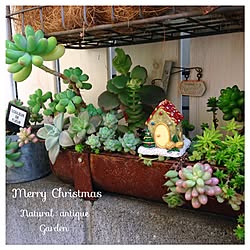 玄関/入り口/クリスマス/多肉植物/多肉の寄せ植え/古いもの...などのインテリア実例 - 2015-12-16 08:29:01