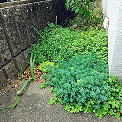 壁/天井/セダム畑/セダム/多肉植物/地植え...などのインテリア実例 - 2023-03-24 08:14:12