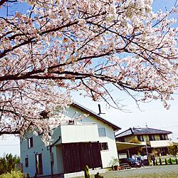 玄関/入り口/桜のインテリア実例 - 2016-04-06 10:54:35