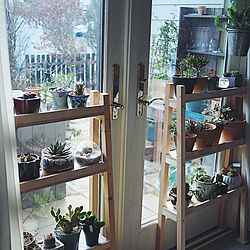 DIY棚/窓辺の風景/植物のある暮らし/多肉植物のある暮らし/棚のインテリア実例 - 2022-01-28 19:51:05