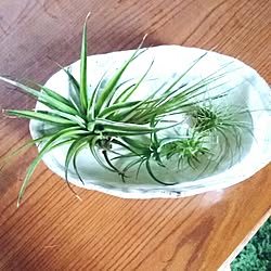 バス/トイレ/緑を増やしたい/植物欲が止まらない/エアプランツ/植物園化 計画！...などのインテリア実例 - 2016-07-07 08:08:32