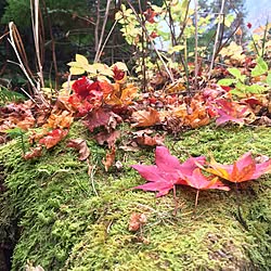 壁/天井/景色でごめんなさい(๑>◡<๑)/植物のインテリア実例 - 2016-11-23 17:57:38