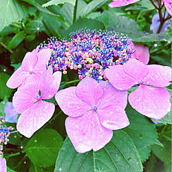 部屋全体/花弁がカラフルで綺麗✨/紫色好き♥/紫陽花♥/今日も見ていただいて嬉しいです✨...などのインテリア実例 - 2018-06-15 16:26:28