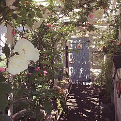 玄関/入り口/母の庭/バラのある庭/バラ/満開...などのインテリア実例 - 2016-05-18 10:02:58