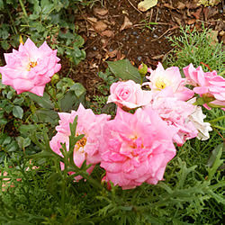 玄関/入り口/薔薇のある庭/お花大好き♡のインテリア実例 - 2017-08-21 15:13:27