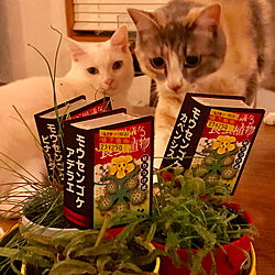 机/モウセンゴケ/食虫植物さん２５０円/NO GREEN NO LIFE/保護猫...などのインテリア実例 - 2018-08-25 06:25:25