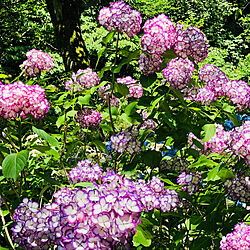 庭/紫陽花のインテリア実例 - 2022-06-09 00:40:15