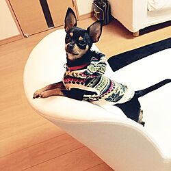 リビング/愛犬/IKEAのインテリア実例 - 2015-01-12 23:02:38
