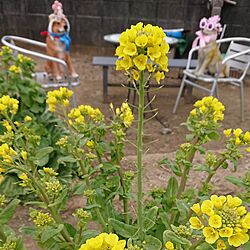 実家編/野菜の花/ガーデニングが好きのインテリア実例 - 2024-03-23 19:28:58