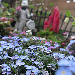 賑やかな庭/青い絨毯/うさぎ　ダンディズム/植物を楽しむ/春...などのインテリア実例 - 2022-03-25 16:34:32