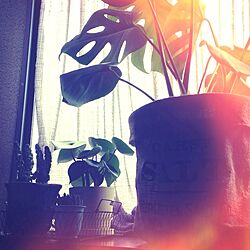 リビング/出窓/Urban Outfitters/植物/観葉植物...などのインテリア実例 - 2013-07-14 12:57:47