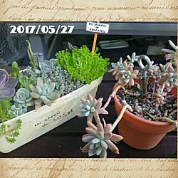 玄関/入り口/皆さまに感謝/多肉寄せ植え/記録用/小屋DIY ...などのインテリア実例 - 2017-05-27 08:09:43