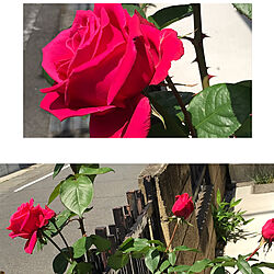直立型の薔薇/庭/薔薇/見てくださってありがとうございます♡/出会いに感謝してます...などのインテリア実例 - 2021-04-26 12:24:51